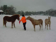 christmas horses