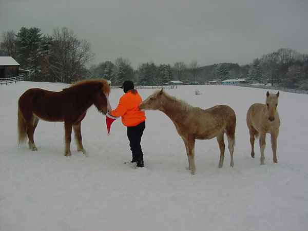 christmas horses