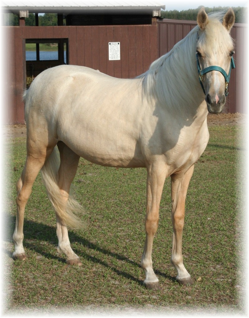 Citabarn 2007
