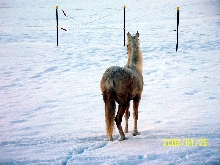 cita snow