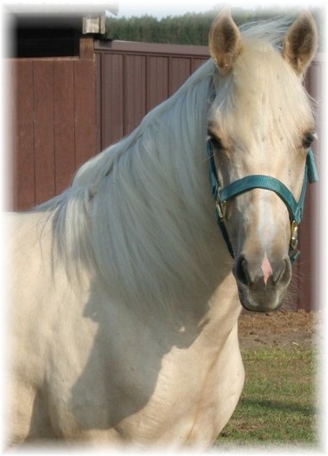 Oro Cita de Paulina head shot