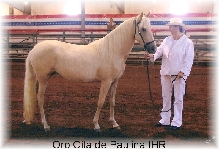 Oro Cita ppr filly PPR Bella Forma