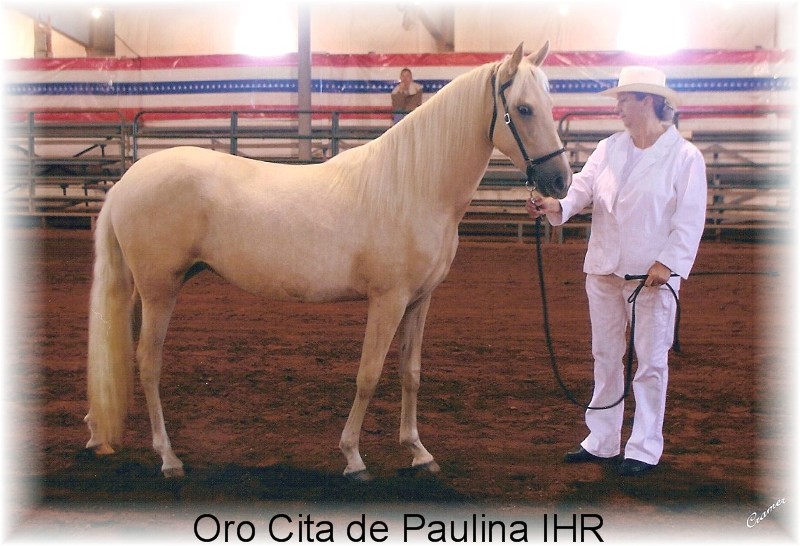 Oro Cita ppr filly PPR Bella Forma