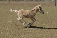 Cita gallop