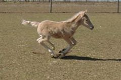 Cita gallop