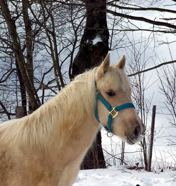 cita winter head shot