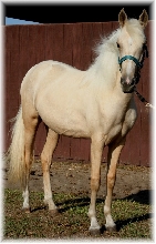Cita pure puerto rican palomino filly