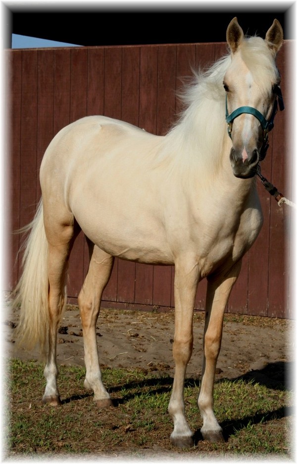 Cita pure puerto rican palomino filly
