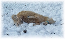 cita snowangel