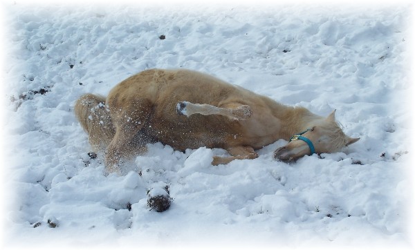 cita snowangel