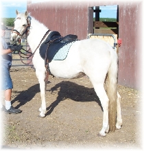 cita under saddle 1