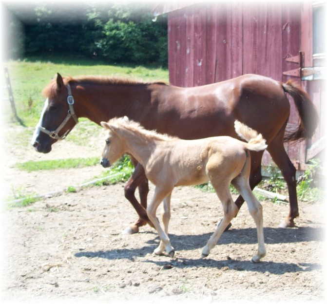 dulcera and frost colt