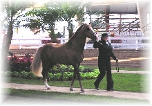 Frost Bella Forma Ocala Classic