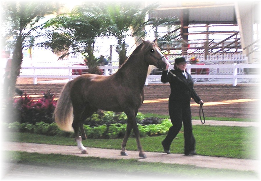 Frost Bella Forma Ocala Classic