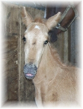 Frost ppr colt