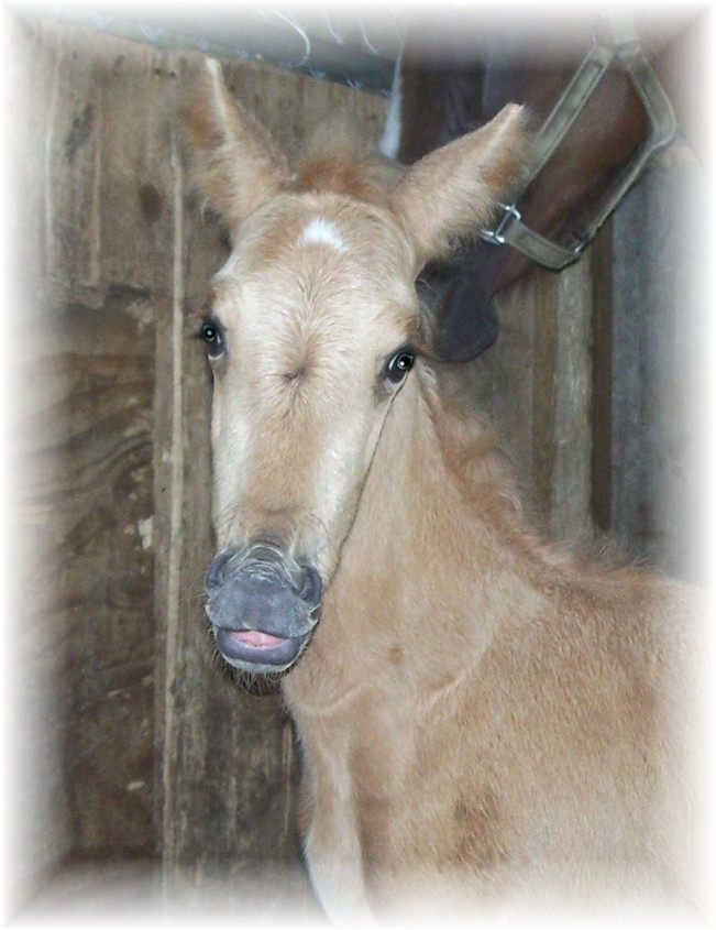 Frost ppr colt