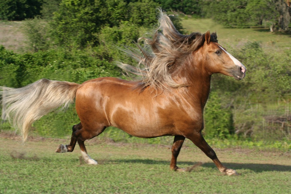 Frost flying mane