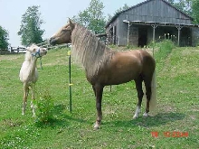 frost and cita