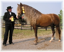 Frost After Bella Forma mane side