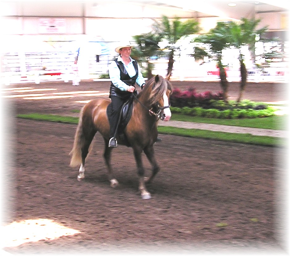 Frost riding Ocala Classic