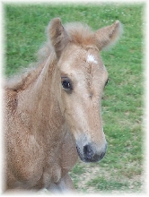 Frost colt 2