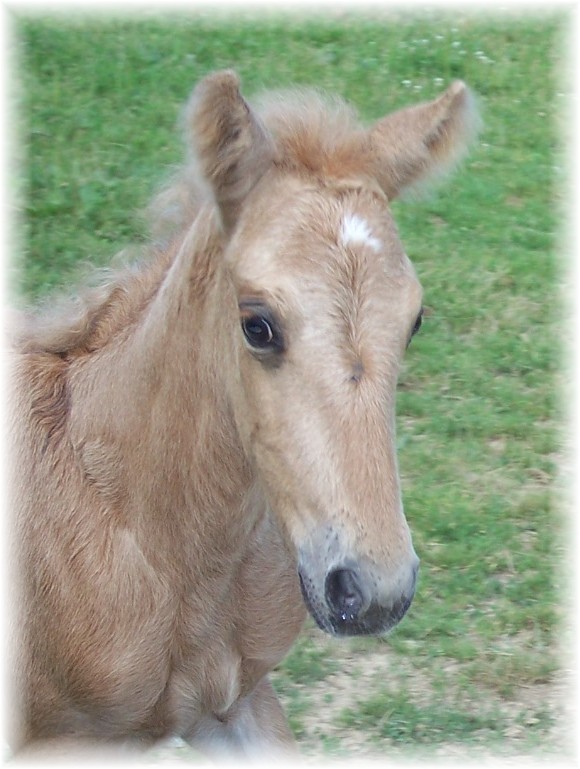 Frost colt 2