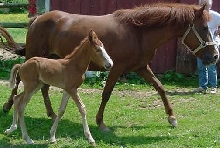 Dulcera and 2006 colt