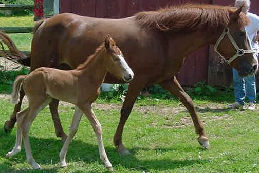 Dulcera and 2006 colt