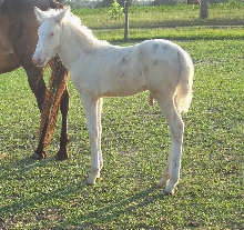 Rayito
