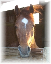 star at sunset