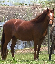 star in florida