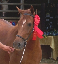 Star red ribbon open bella forma mares