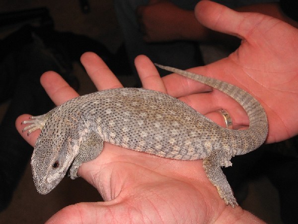 yearling savannah monitor (Beast)