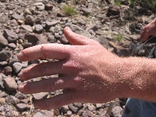 Crotalus lepidus lepidus bite