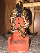 Our first blood python