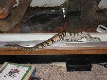 Escape