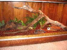 hogg island terrarium