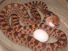 Kirby eating egg