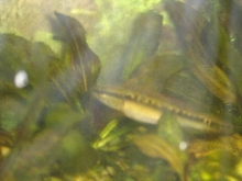 Crenicichla sp.