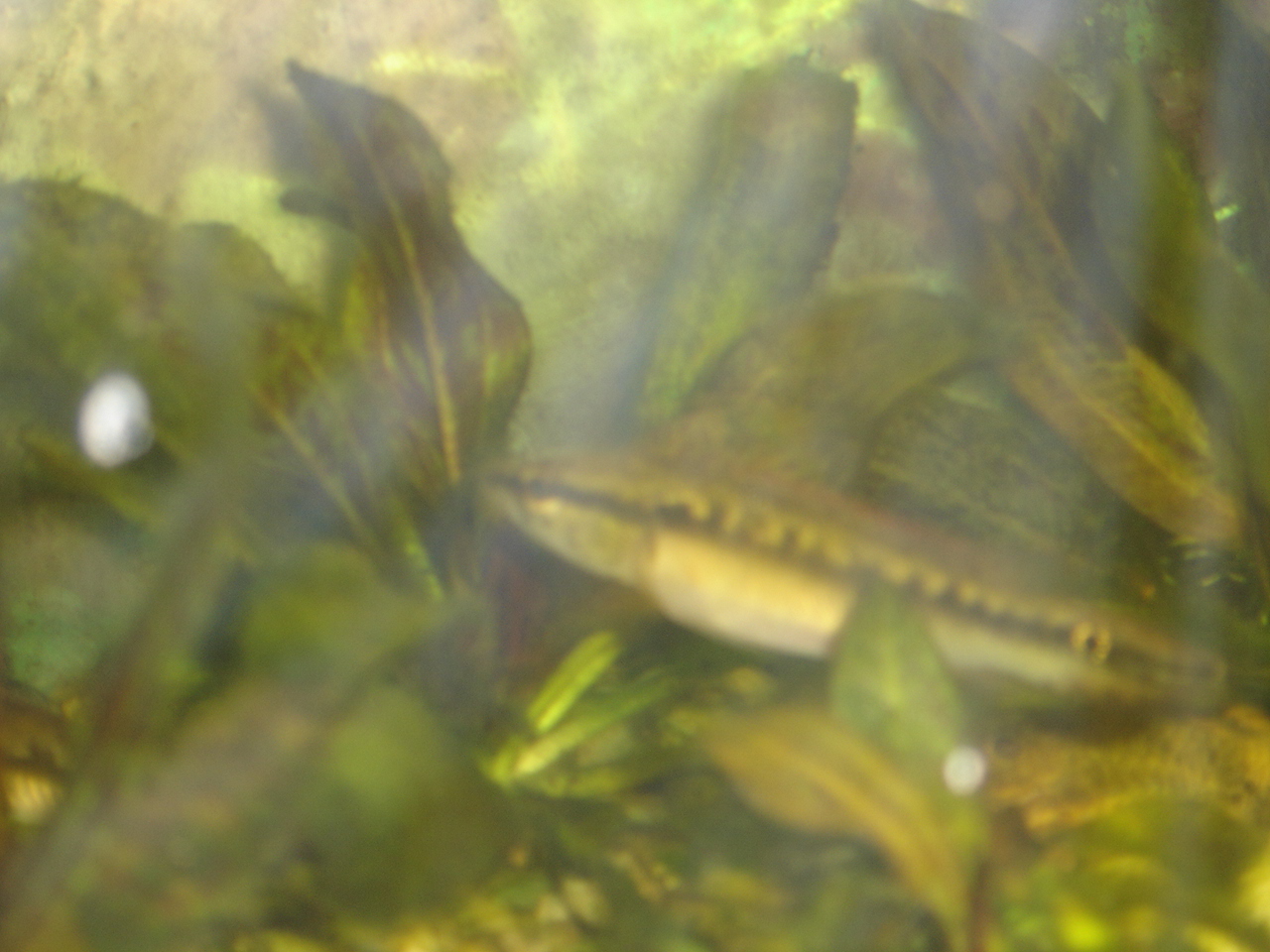 Crenicichla sp.