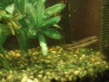 Crenicichla sp.
