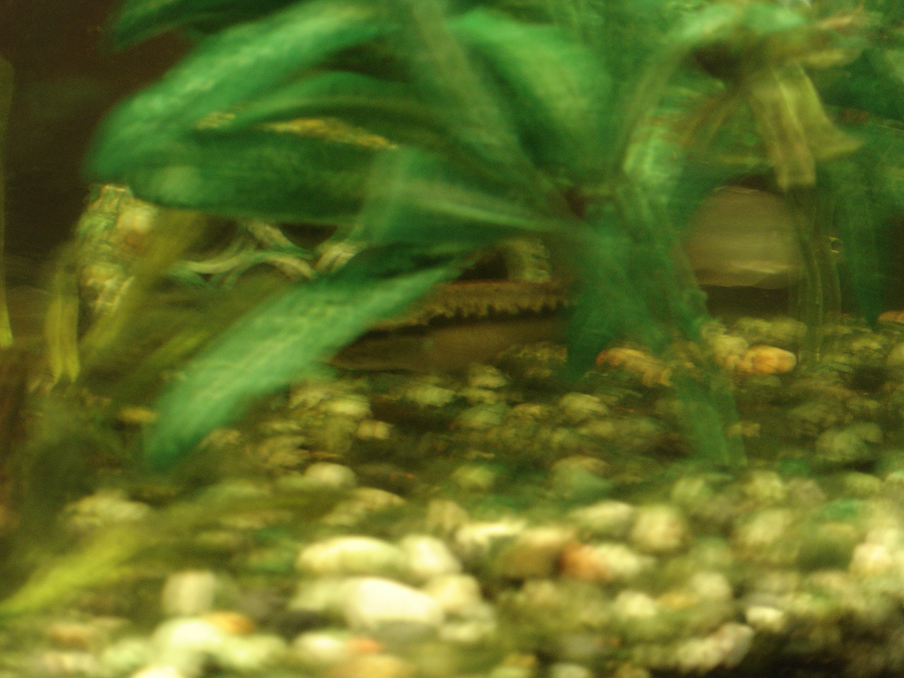 Crenicichla sp.