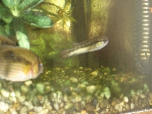 Crenicichla sp.