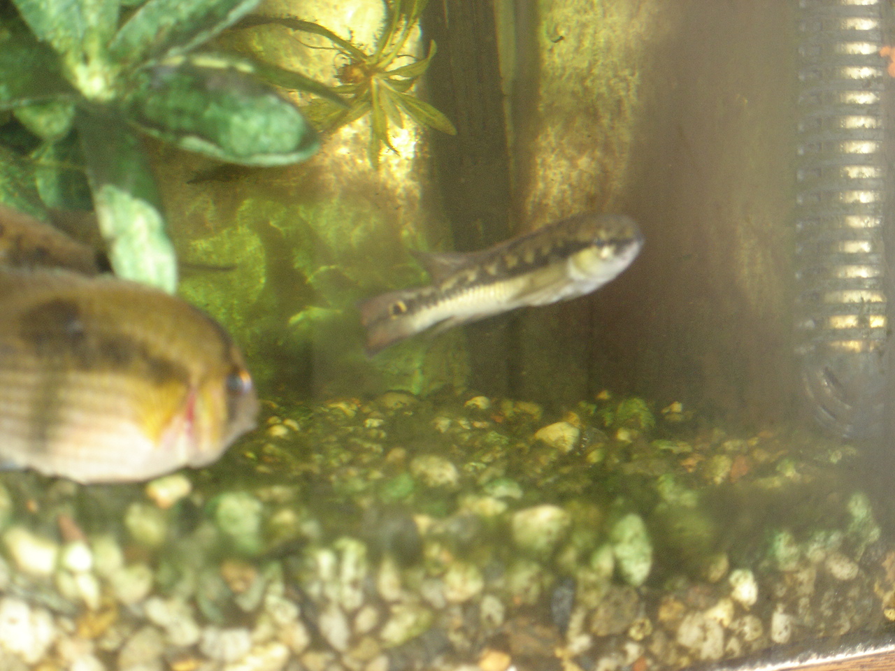 Crenicichla sp.