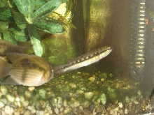 Crenicichla sp.