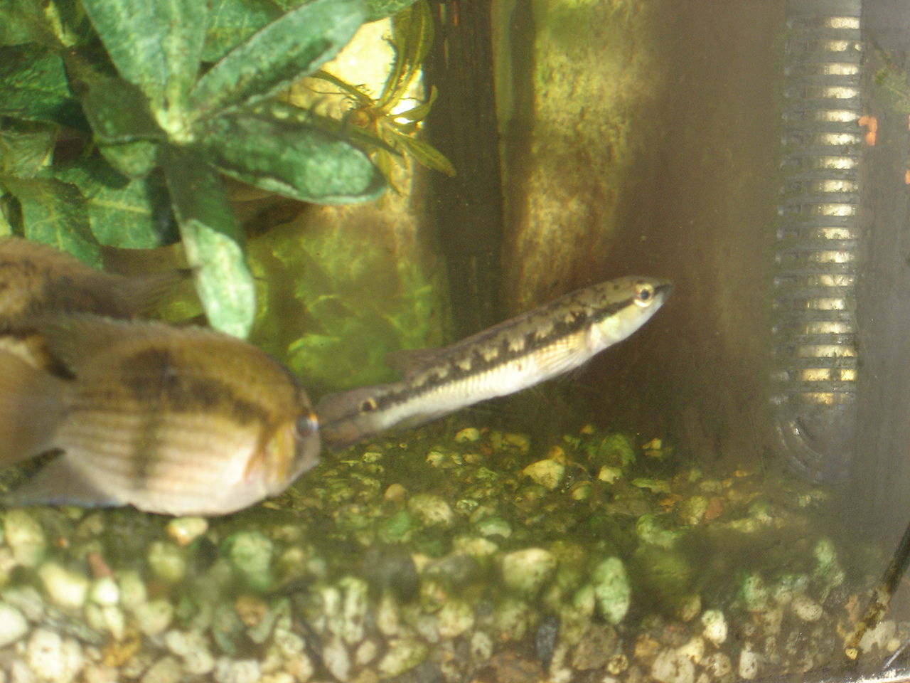 Crenicichla sp.