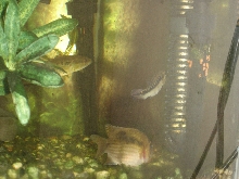 Crenicichla sp.