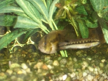 Crenicichla sp.