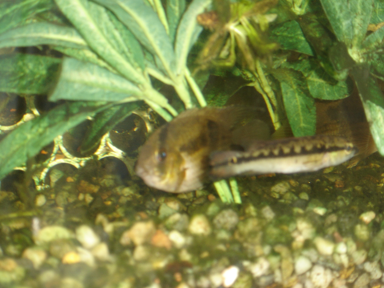 Crenicichla sp.