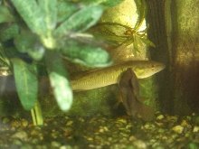 Crenicichla sp.